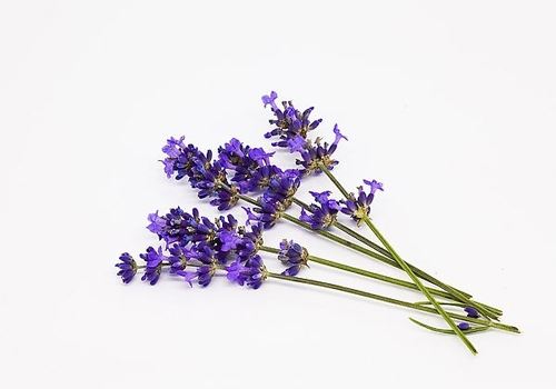 lavender lavender